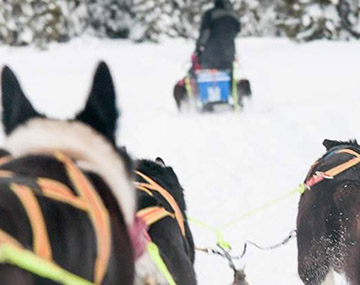 dog sledding Trysil